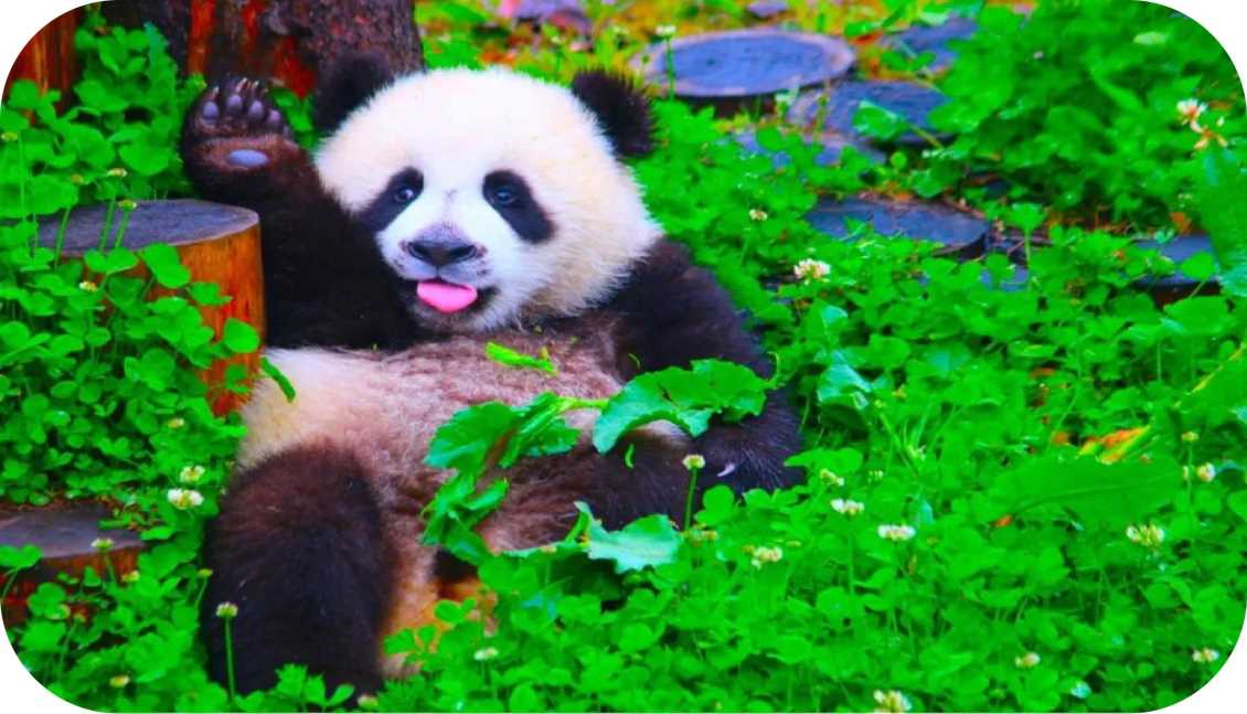 长沙卧龙大熊猫保护营（5天4晚）